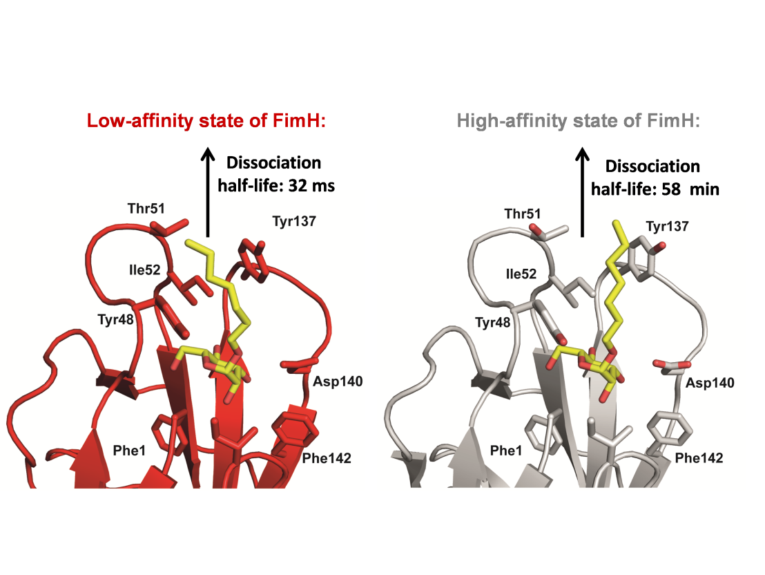 Enlarged view: Co-crystal structures of FimH with heptyl-mannoside
