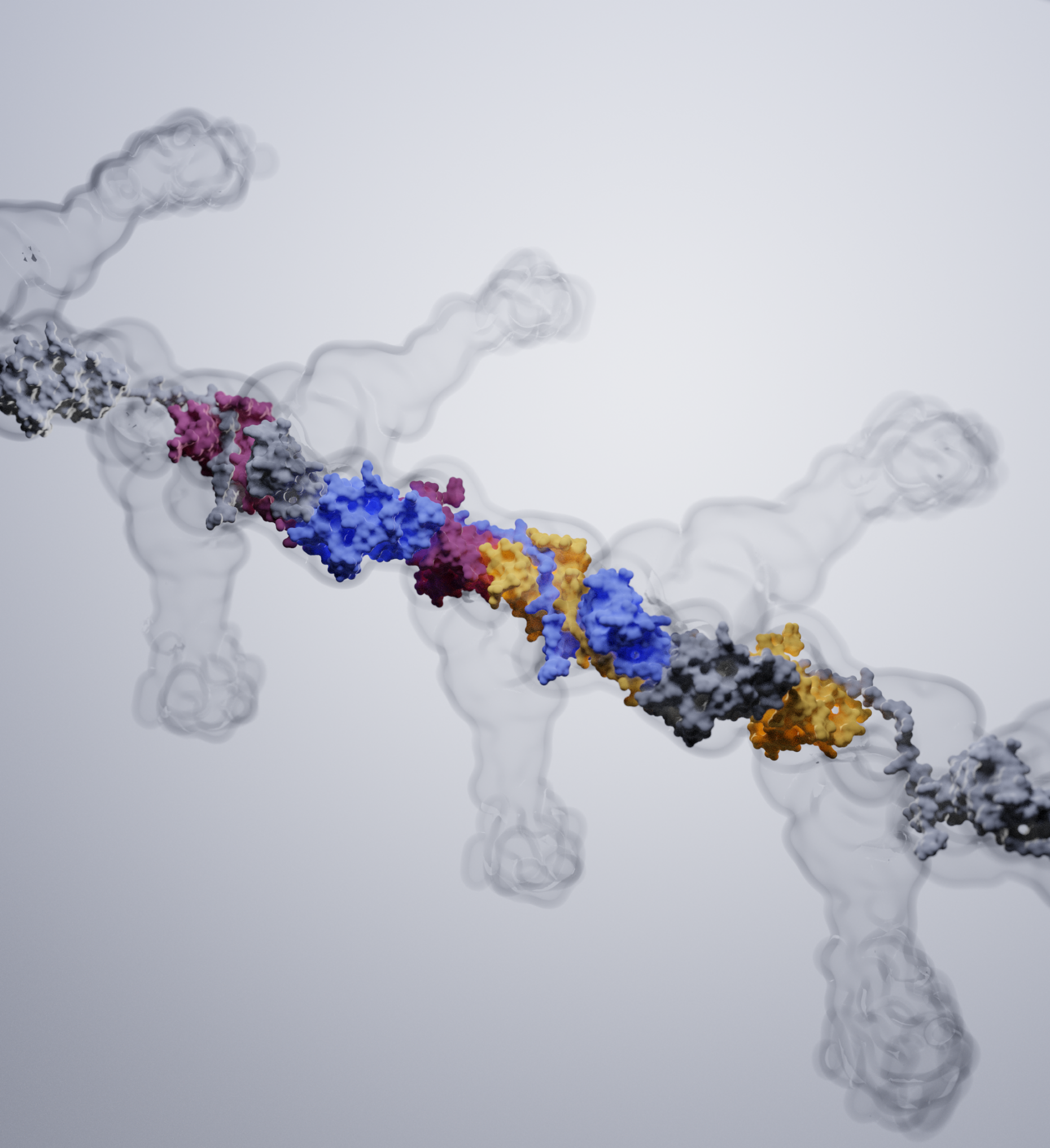 Visualization of the cryo-EM structure of human uromodulin