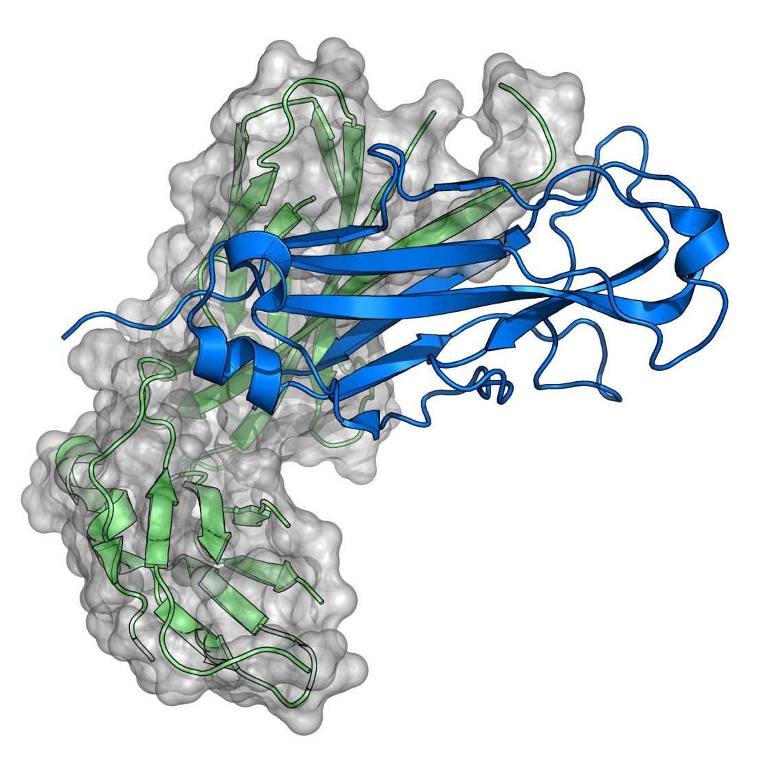Enlarged view: Structure of the major type 1 pilus subunit FIMA bound to the FIMC (4DWH)