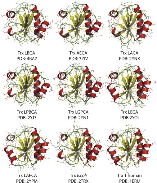 Enlarged view: Ancient thioredoxins crystal structures (from Ingles Prieto et al. (Structure 21, 1690-1699, 2013))