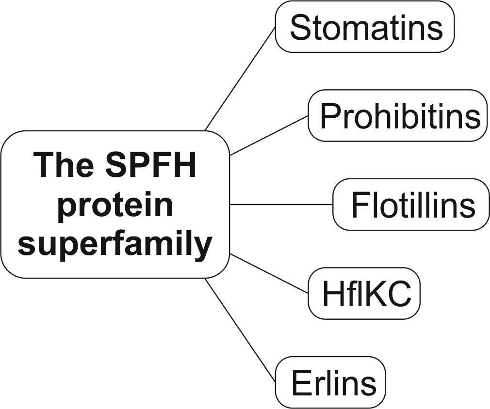 Enlarged view: Diagram of SPFH protein superfamily